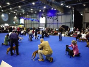 Mezinárodní výstava psů DUO CACIB